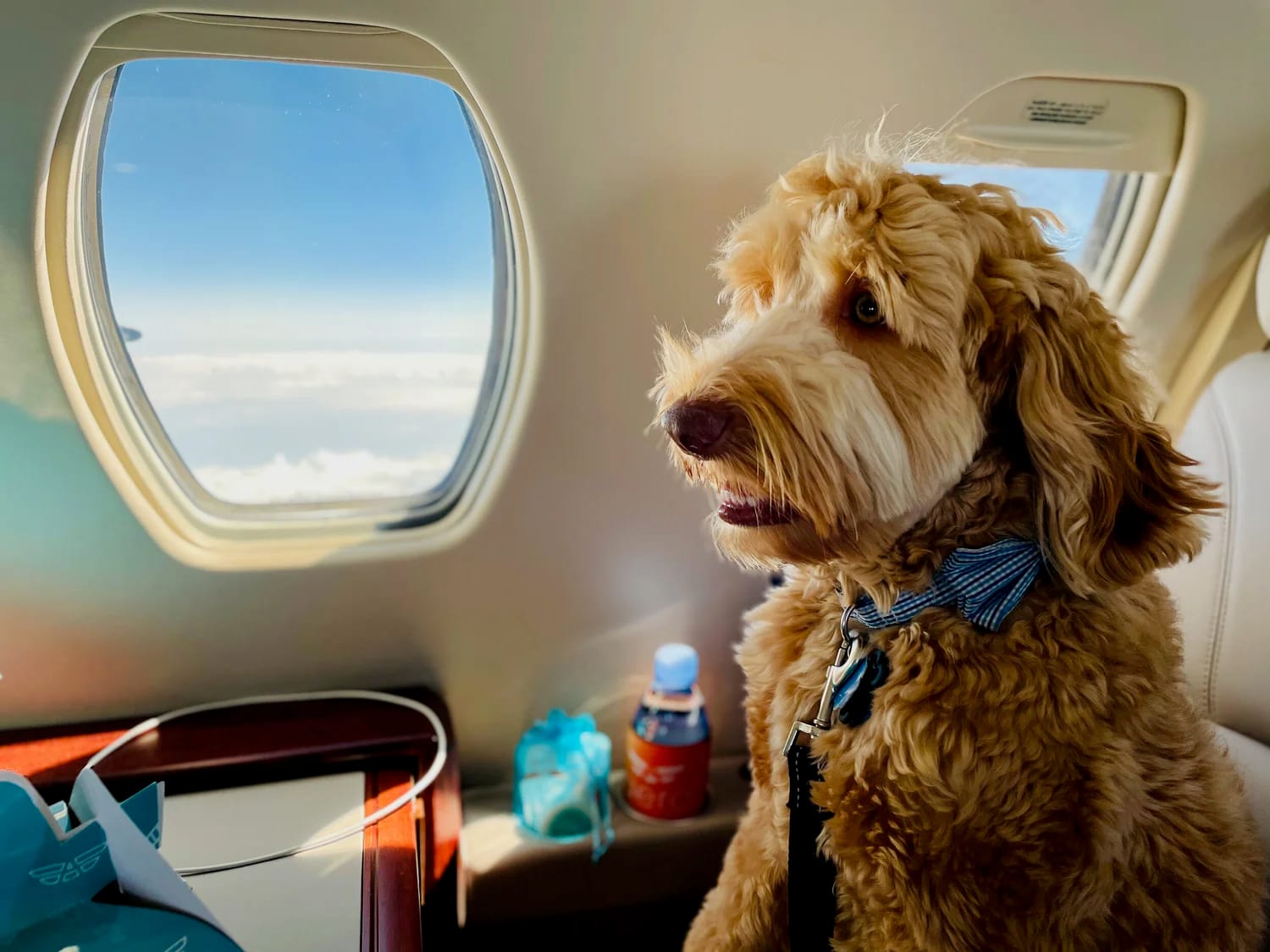 A dog travelling in the cabin of an Aero Air Charter jet